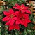 Buquê Flor Bico de Papagaio Veludo e Glitter Vermelho Prime 30cm - Nataluz - Imagem 5