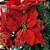 Jogo 2 Buquês Flor Bico de Papagaio Veludo e Glitter Vermelho Prime 45cm - Nataluz - Imagem 4