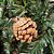 Jogo 12 Pinhas Natural de Natal Glitter Dourado 4cm - Magizi - Imagem 4