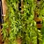 Folhagem Pendente Artificial Mini Samambaia Verde 80cm - MC Flores - Imagem 2