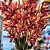 Haste Orquídea 3D Cymbidium Silicone Premium Vinho Bordô 30cm 10 Flores - MC Flores - Imagem 2