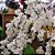 Haste Flor de Cerejeira Artificial Branca Pendente Luxo 50cm - MC Flores - Imagem 2
