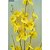 Jogo 3 Hastes Flor Orquídea Amarela Chuva de Ouro Artificial 50cm - MC Flores - Imagem 4