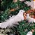 Pombinha Branca Plumas 17cm Enfeite Natal - Magizi - Imagem 5