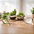 Kit 3 Vasos Vidro Redondo Tipo Aquário Decoração Terrários e Arranjos 9 Litros, 4 Litros e 2 Litros - Imagem 2