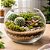 Aquário De Vidro Vaso Gigante Terrário Para Arranjo Flor Decoração 9,8 Litros - Imagem 2