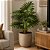 Planta Imbé Artificial Permanente 90cm com Tronco e 7 Folhas Verdes Decorativas - Imagem 3