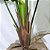 Planta Imbé Artificial Permanente 90cm com Tronco e 7 Folhas Verdes Decorativas - Imagem 9