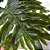 Planta Imbé Artificial Permanente 90cm com Tronco e 7 Folhas Verdes Decorativas - Imagem 4