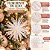 Kit 4 Enfeites Natalinos Flor Dente de Leão Glitter Cristal Branco Furta-Cor 10cm - Tuut - Imagem 2