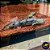 Polypterus Endlicheri 8-10cm - Imagem 1