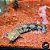 Polypterus Endlicheri 8-10cm - Imagem 2