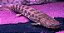 Polypterus Ansorgii 10-12cm - Imagem 6