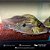 Geophagus Sveni 7-10cm - Imagem 1