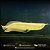Aruana Banana Albina 7-10cm - Imagem 2