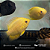 Severum Gold 2-5cm - Imagem 3