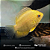 Severum Gold 2-5cm - Imagem 4