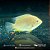 Severum Gold 2-5cm - Imagem 5