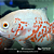 Oscar Red Tiger Albino A 8-12cm - Imagem 3