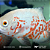 Oscar Red Tiger Albino A 8-12cm - Imagem 2