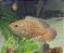 Oscar Red Tiger Albino A 8-12cm - Imagem 7
