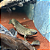 Polypterus Ornatipinnis / Ornatus 42-48cm - Imagem 1