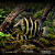 Datnioides Campbelli 10-14cm - Imagem 1