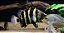 Datnioides Campbelli 7-10cm - Imagem 1