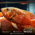 Oscar Super Red Tiger 10-15cm - Imagem 10
