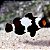 Peixe Palhaço Black Snowflake 5-8cm - Imagem 1