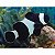 Peixe Palhaço Black 5-8cm - Imagem 1