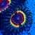 Coral Palythoa Sonic Flare - Imagem 1