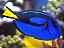 Paracanthurus Hepatus (Dory) 2,5-4cm - Imagem 1