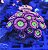 Coral Palythoa Pink Hippo - Imagem 1