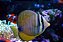Tang Desjardini (Zebrasoma desjardini) 4-7cm - Imagem 1