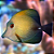 Tang Scopas (Zebrasoma scopas) 4-6cm - Imagem 1