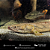 Polypterus Congicus 22-27cm - Imagem 8