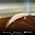 Polypterus Senegalus Albino 11-15cm - Imagem 2