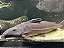 Oxydora Niger 30-35cm - Imagem 2