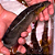 Jacundá Red Xingu 20-25cm - Imagem 1