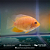 Severum Red Spotted 8-12cm - Imagem 3