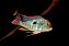 Geophagus Red Tapajos 5-8cm - Imagem 1
