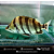Datnioides Polota 4-8cm - Imagem 4