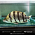Datnioides Polota 4-8cm - Imagem 9