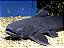 Trachycorystes trachycorystes (Black Catfish) 30-35cm - Imagem 1