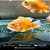 Oscar Red Rubi Albino 5-7cm - Imagem 6
