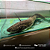 Protopterus Annectens 18-22cm - Imagem 4