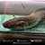 Protopterus Annectens 18-22cm - Imagem 5