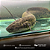 Protopterus Annectens 18-22cm - Imagem 1