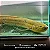 Protopterus Annectens 18-22cm - Imagem 2